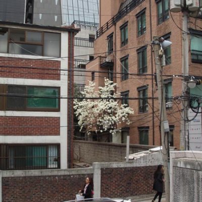 MAGNOLIA